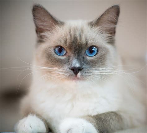 The Cutest Cat Breeds 14 Cats You Ll Definitely Want To Snuggle