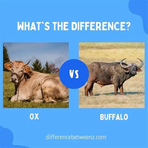 Bison Vs Ox Key Differences Explained A Z Animals 59 Off