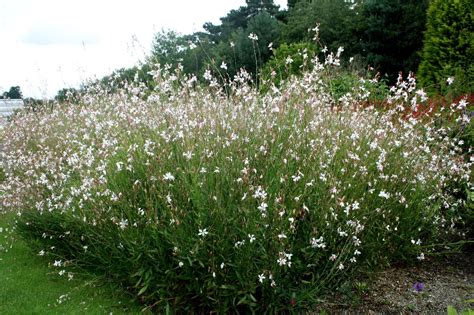 Image Result For Gaura Lindheimeri So White Jardines Bonitos