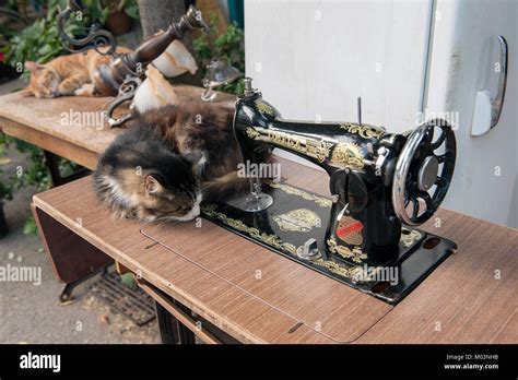 Cats Sleeping Next To Antique Sewing Machine Stock Photo Alamy