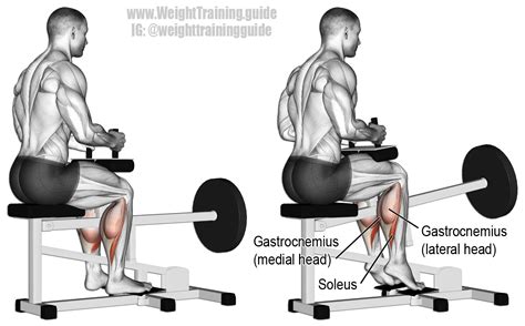 The Top 4 Exercises For Increasing Calf Mass Bodydulding
