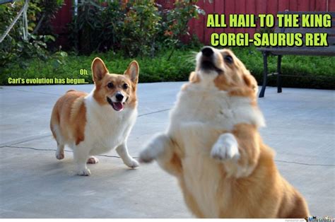 Find quotes and funny pics from the sassiest dog i don't personally know. 31 Best Corgi Jokes From the Internet (CORGI PUNS & MEMES)