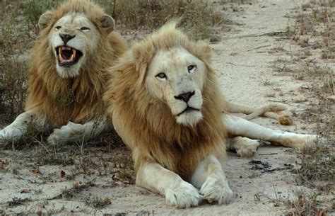 Rare White Lions In South Africa
