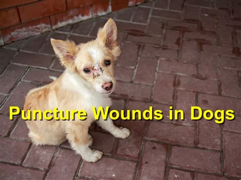 How To Treat A Puncture Wound On A Dog