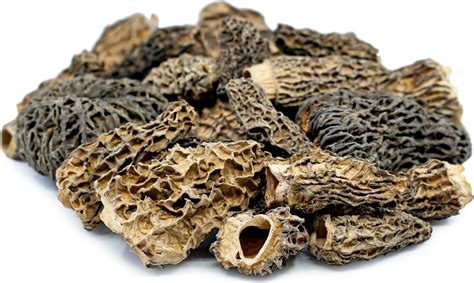 Dried Morels Information, Recipes and Facts