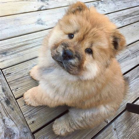 Chow Chow 🐾 Chowchowdog Chow Chow Puppy Fluffy Dogs Cute Baby Animals