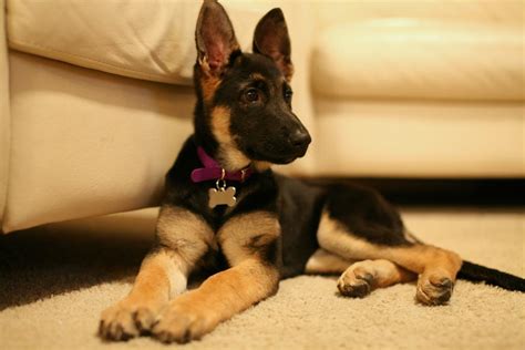 At this moment, the goal of feeding time is to supply a german shepherd diet regimen for weight gain. What is the Best Diet for a German Shepherd Puppy? - Food ...