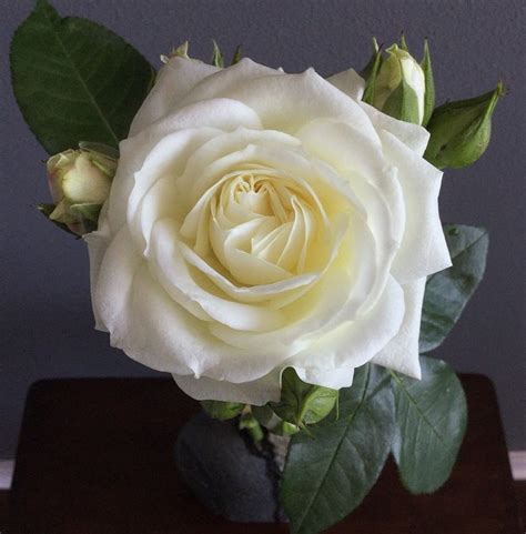 White Alabaster Rose The White Garden Rose Study With Alexandra Farms