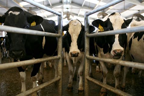 Les Etats Unis En Alerte Après La Détection Dun Cas De Vache Folle En Californie