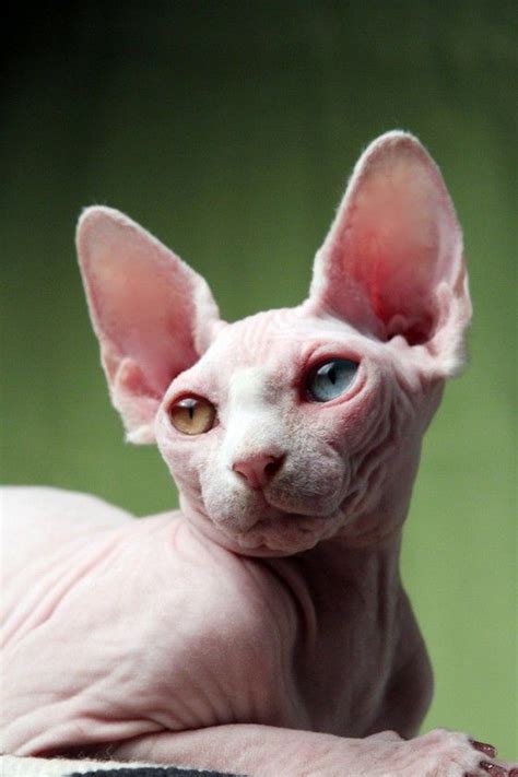 Hairless Cat With Bi Colored Eyes Elise Rosencrans You Like Cats Huh