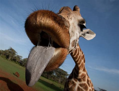 The Sun | Giraffe tongue, Giraffe, Amazing animal pictures