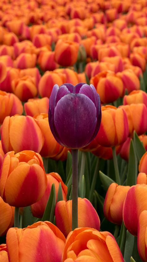 Purple Tulips Wallpapers Wallpaper Cave