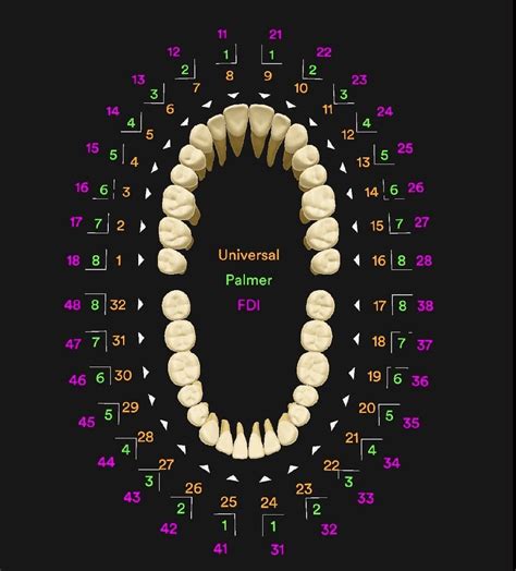Printable Teeth Numbers