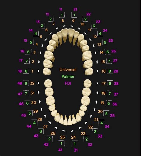 Tooth numbering systems in dentistry | News | Dentagama