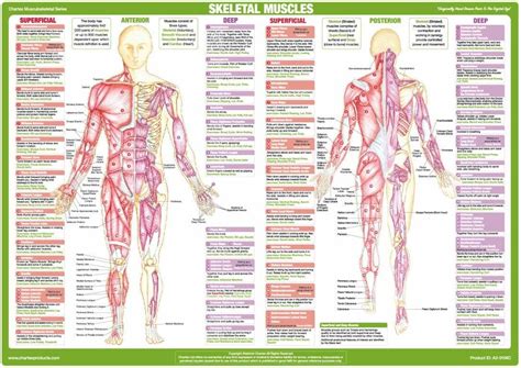 Anterior Muscle Chart