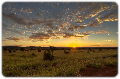 Sunset Over Farmland With Cattle Near Moranbah Craig Jewell Flickr