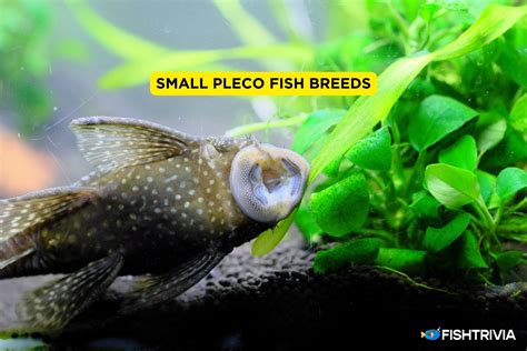 Smallest Pleco Species 5 Types Of Plecos That Stay Small Fishtrivia