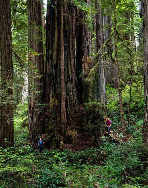 Pin By Arbtalk Media Ltd On Giant Redwoods Coast Redwood Old Trees