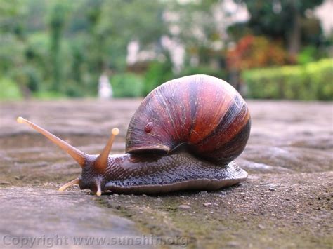 This is siput babi siap by shaafily masfurah on vimeo, the home for high quality videos and the people who love them. Why Malay call snail 'Siput Babi'?