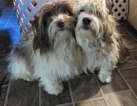 Colorado citizens for canine welfare provides lists of organizations working hard to match great dogs with people who will love them. Havanese Puppy for Sale - Adoption, Rescue for Sale in ...