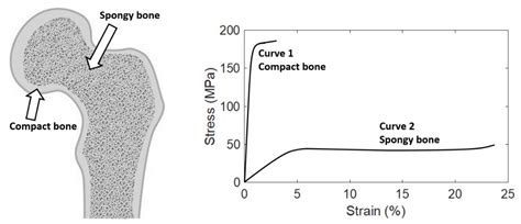 Materials Free Full Text Mechanical Properties Of Compact Bone