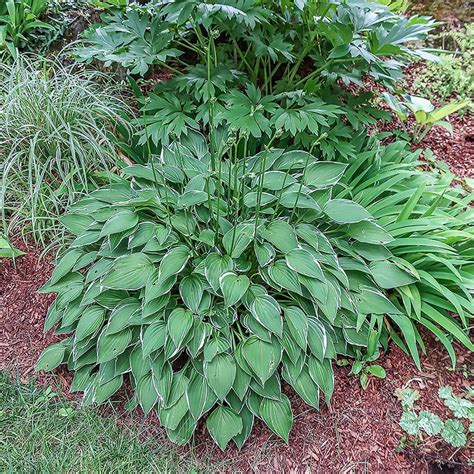 A Superb Small Variegated Hosta Hosta Allan P Mcconnell Garden Tutor