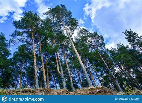 Tall Pine Trees On A Background Of Blue Sky With Clouds Stock Photo