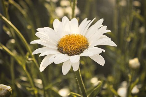 Free Images Flower Flowering Plant Oxeye Daisy Petal Chamomile