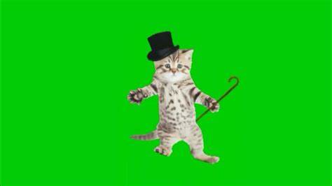 Green Screen Cat Dancing Green Screen Cute Cat 2 Incredible Effect