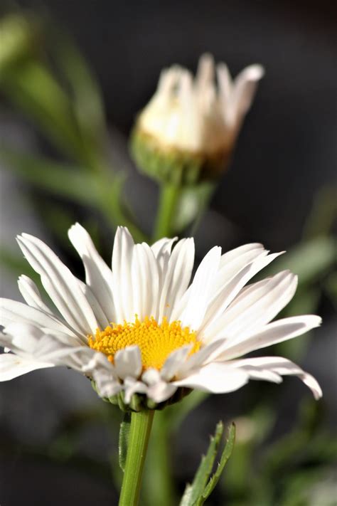 Two Shasta Daisy Flowers Free Stock Photo Public Domain Pictures