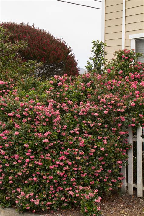 Pink Princess Escallonia Monrovia Plants Evergreen Shrubs Backyard Plants