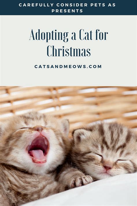 Adopting A Cat For Christmas Carefully Consider Pets As Presents