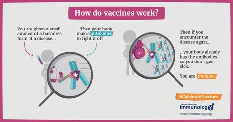 How vaccines work | British Society for Immunology