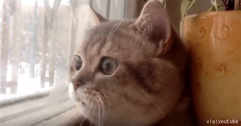 鼻歌を歌う猫ちゃん】「うんにゃっにゃ～♪」 窓の外を見つめながら鼻歌を歌う猫ちゃん。その姿が可愛すぎる！！ Lion News