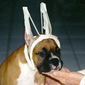 Tail docking is practiced with jrts for a variety of reasons. Secrets of a Vet Tech: The Pet Parent Professor: EARS ...