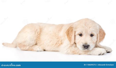 Sad Golden Retriever Puppy Isolated On White Background Stock Image