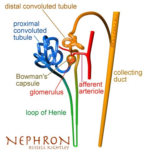 Nephron Renal Structure By Russell Kightley Media