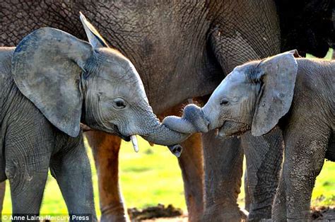 Trunk Tied Adorable Baby Elephants Get Themselves In A Tangle During A