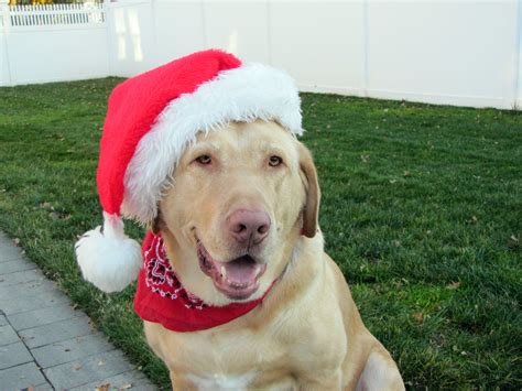 Happy Holidays Golden Retriever Labrador Labrador Retriever