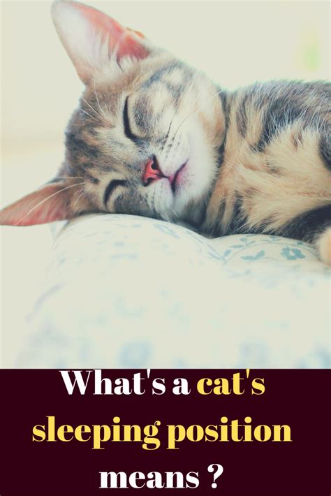 This shallow form of sleep can last for hours. Cats Sleeping Position And What They Mean? | Cat sleeping ...