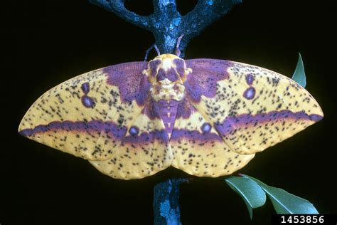Imperial Moth Eacles Imperialis