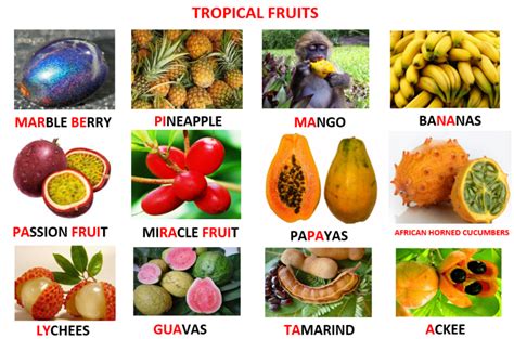 Examples Of Tropical Fruitspng 798×528 Tropical Fruits Learn