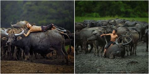 200+ gambar lucu bikin ngakak yang konyol dan gokil abis update terbaru 2018. Foto Adik Bersama Kerbau Juara Asia