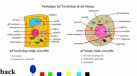 Gambar Tabel Perbedaan Sel Bakteri Tumbuhan Hewan Documents Ppt Gambar