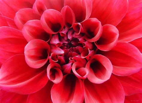 Red Dahlia Flower Photograph By Jennie Marie Schell Fine Art America
