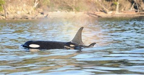 New Southern Resident Killer Whale Calf Spotted In Gulf Islands Bc