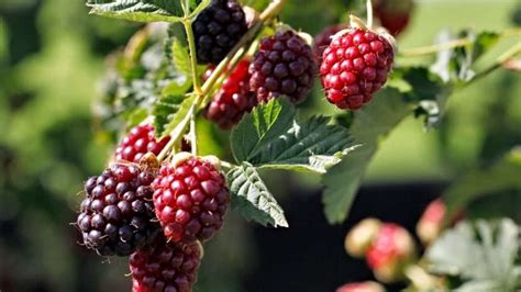 Planning And Planting A Home Garden Berry Patch Green In Real Life