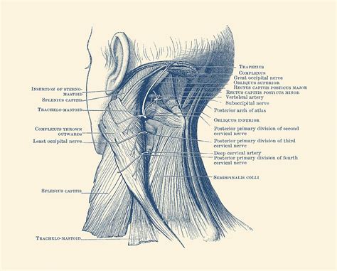 Human Neck Anatomy Diagram