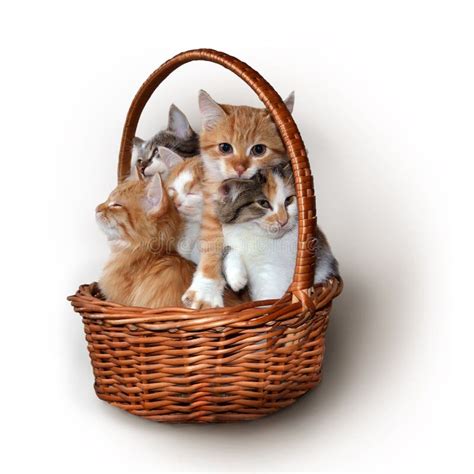 Kittens In A Basket Stock Photo Image Of Small Mammal 91025050