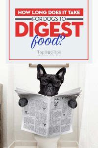 Maybe you would like to learn more about one of these? How Long Does It Take for Dogs to Digest Food? - Top Dog Tips